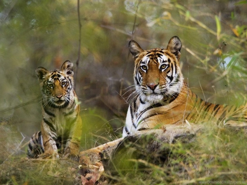 big cats couple grass lie predators rest tigers wallpaper Free PNG images with alpha channel set