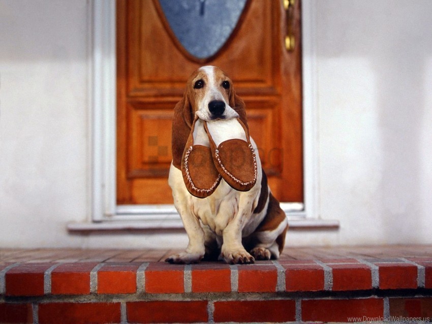 big ears devotion dog loyalty slippers wallpaper PNG objects