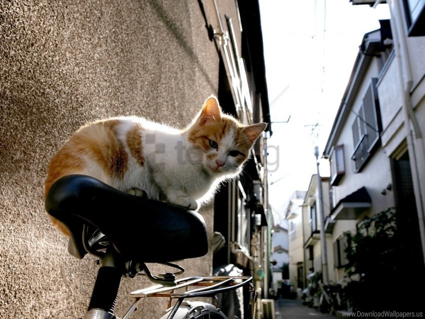 bike cat kitten wallpaper PNG free download transparent background