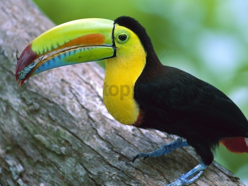 billed kell panama toucan wallpaper Isolated Illustration in Transparent PNG