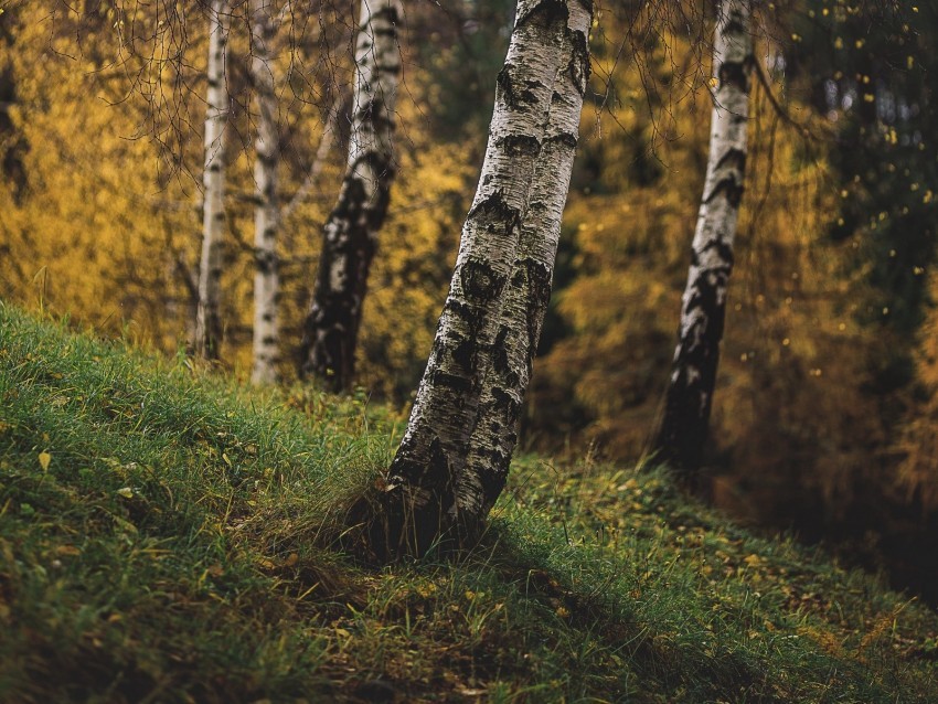 birch trees autumn grass branches Transparent PNG graphics library