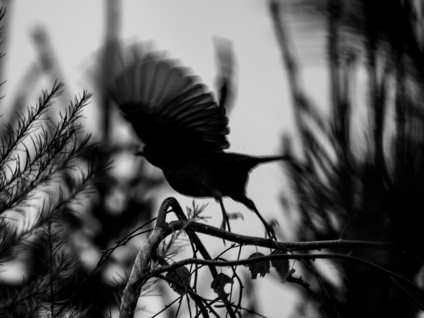 bird branch bw silhouette dark flight HighResolution Transparent PNG Isolated Element