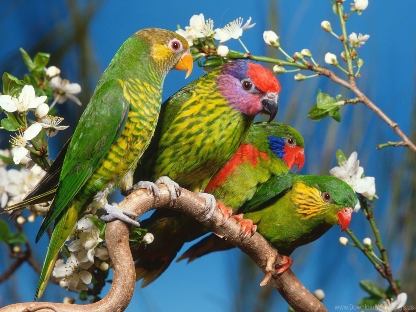 bird branch colorful parrots wallpaper PNG clear images