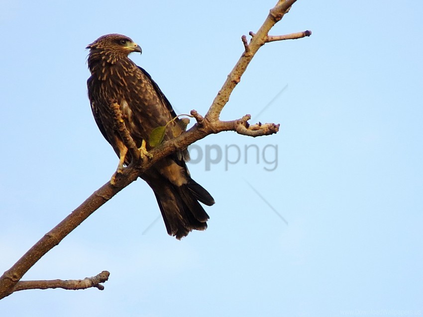 bird branch eagle falcon predator wallpaper PNG images with alpha transparency diverse set