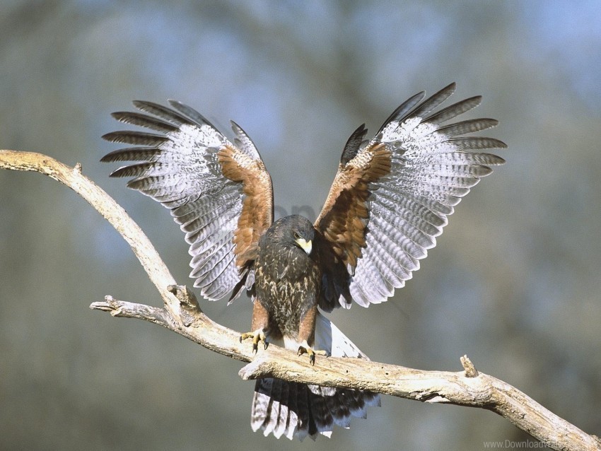 bird branch hawk wings wallpaper Transparent PNG images with high resolution