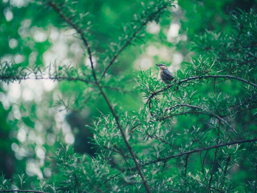 bird branch leaves blur bokeh PNG photos with clear backgrounds
