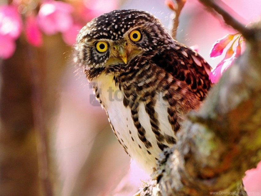 bird branch owl predator sit wallpaper PNG graphics