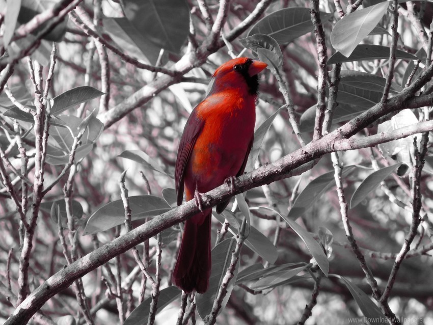 bird branch red cardinal sit wallpaper Clean Background Isolated PNG Illustration
