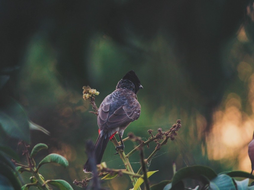 bird branches feathers color black PNG transparent photos comprehensive compilation