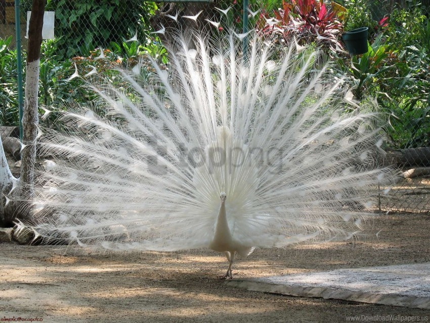 bird bright feathers handsome male peacock wallpaper Free PNG