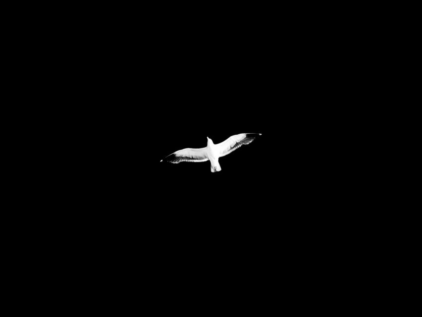 bird bw flight wings sky minimalism Free PNG file 4k wallpaper