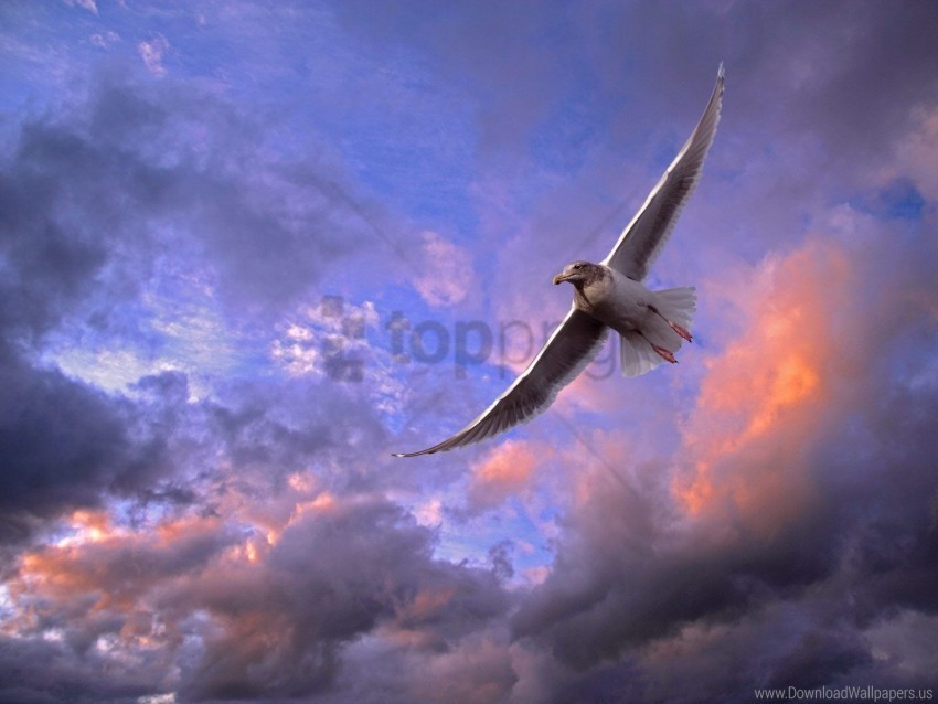 bird clouds seagull sky wallpaper Transparent background PNG images complete pack
