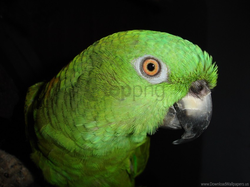 bird color feathers parrot wallpaper HighQuality Transparent PNG Isolated Graphic Element