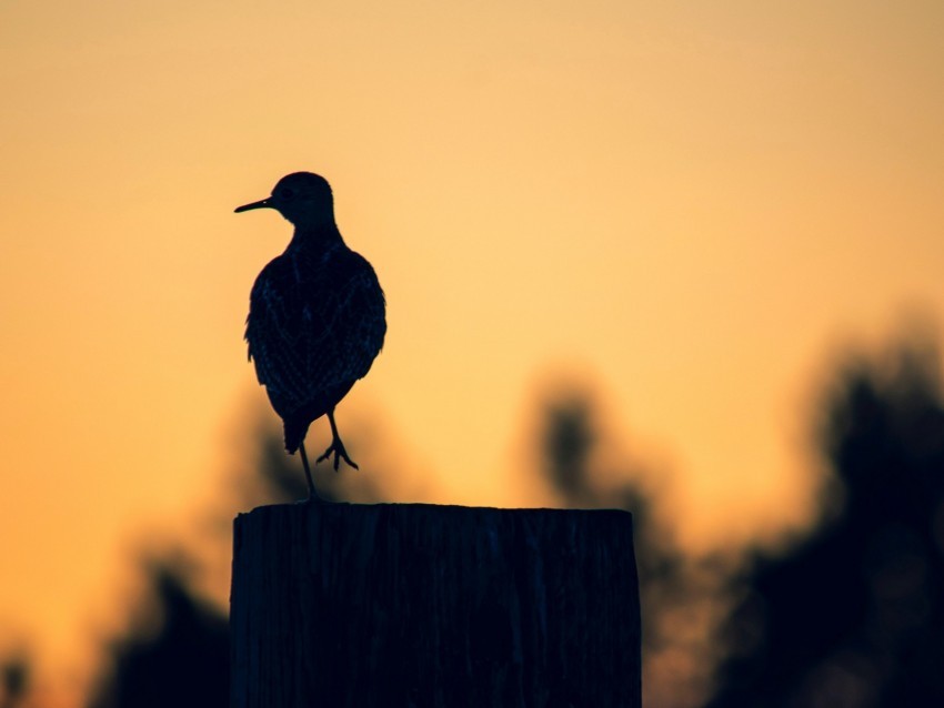 bird dark silhouette post twilight PNG Image with Isolated Graphic Element