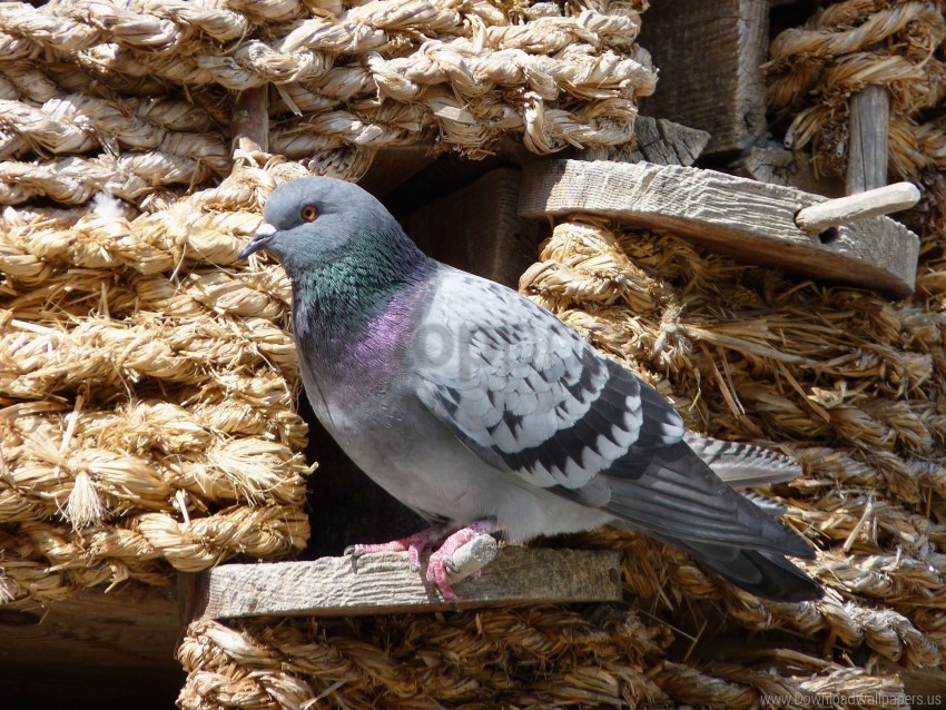 bird dove dovecote sitting wallpaper PNG with Isolated Transparency
