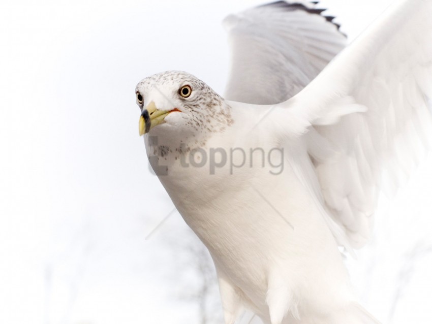 bird dove pure white wallpaper Clear Background PNG Isolation