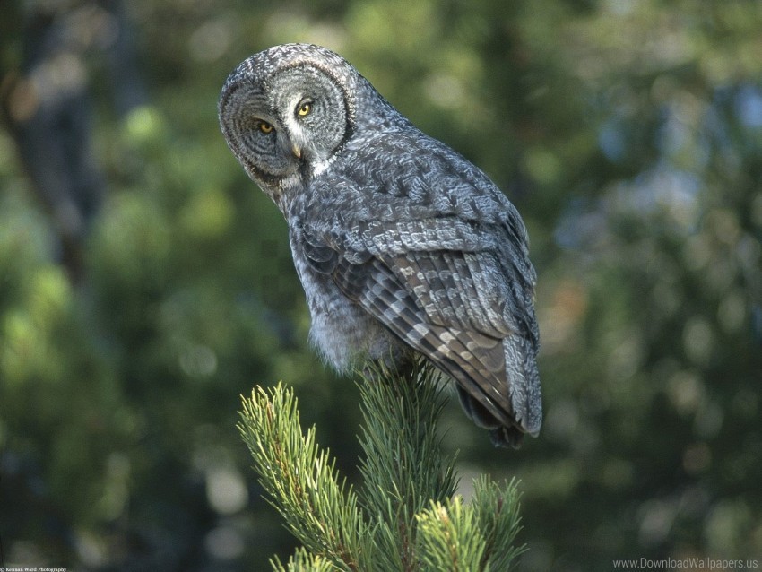 bird expectation opinion owl predator spruce wallpaper PNG Image with Transparent Isolation