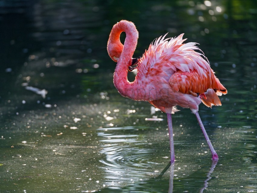 bird flamingo stand water wallpaper PNG images for banners