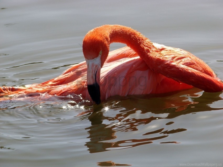 bird flamingo swimming water wallpaper Transparent design PNG