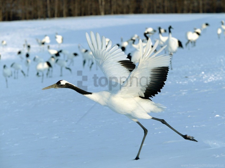 bird flight flock snow stork wallpaper PNG Image Isolated with High Clarity