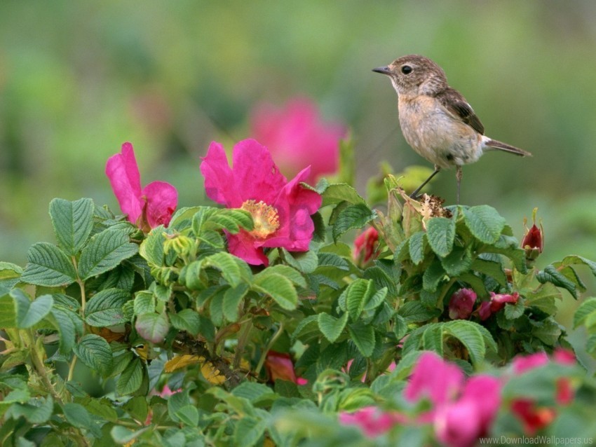 Bird Flowers Grass Sparrow Wallpaper Transparent Background Isolated PNG Design