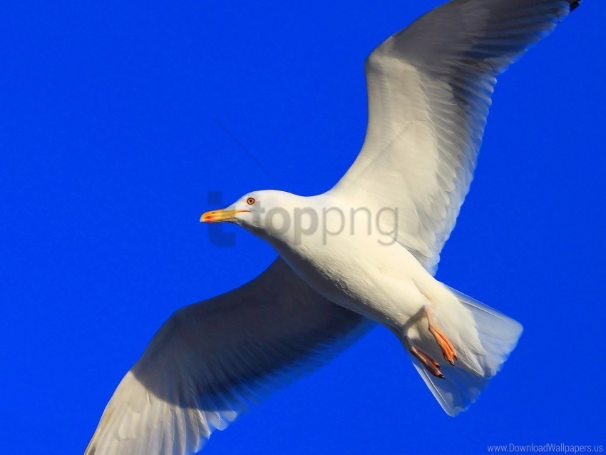 bird fly gull swing wallpaper HighResolution Transparent PNG Isolated Graphic