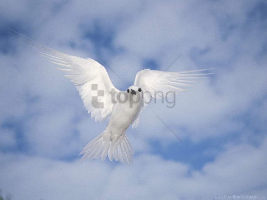 bird flying sky swing wallpaper PNG pictures without background