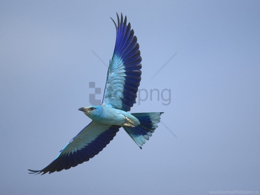 bird flying sky wings wallpaper Transparent Background Isolation of PNG