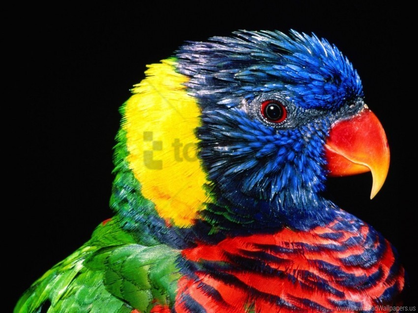 Bird Lorikeet Rainbow Wallpaper Isolated Artwork In HighResolution PNG