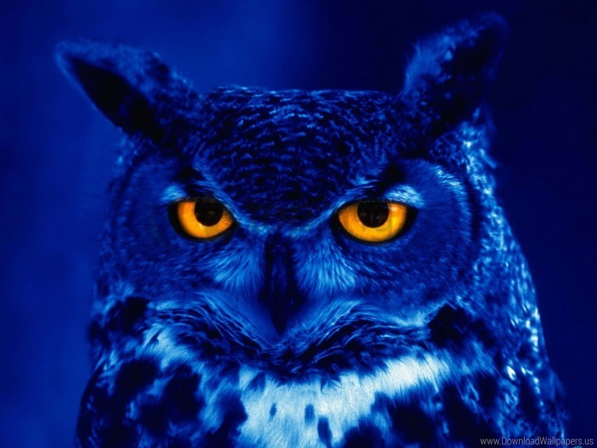 bird night owl predator yellow eyes wallpaper Transparent PNG picture