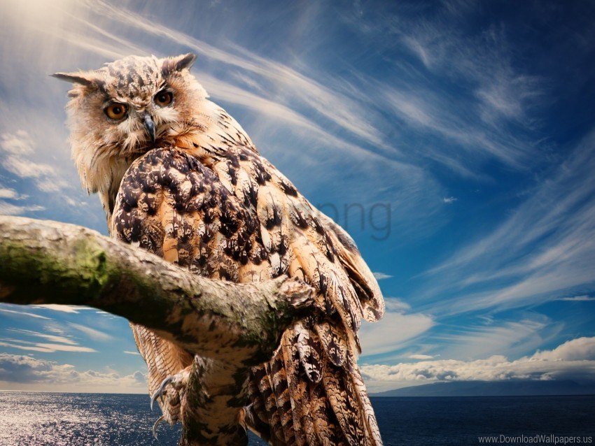 bird owl predator sky wallpaper Transparent background PNG gallery