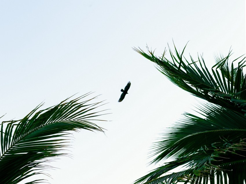 bird palm trees branches sky flight PNG for educational use