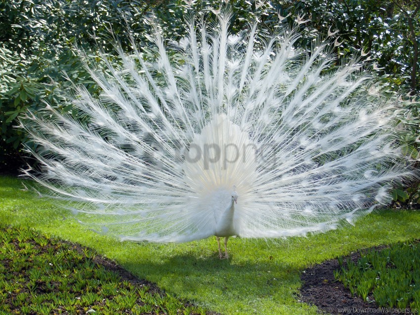 bird peacock white wallpaper PNG files with no background wide assortment