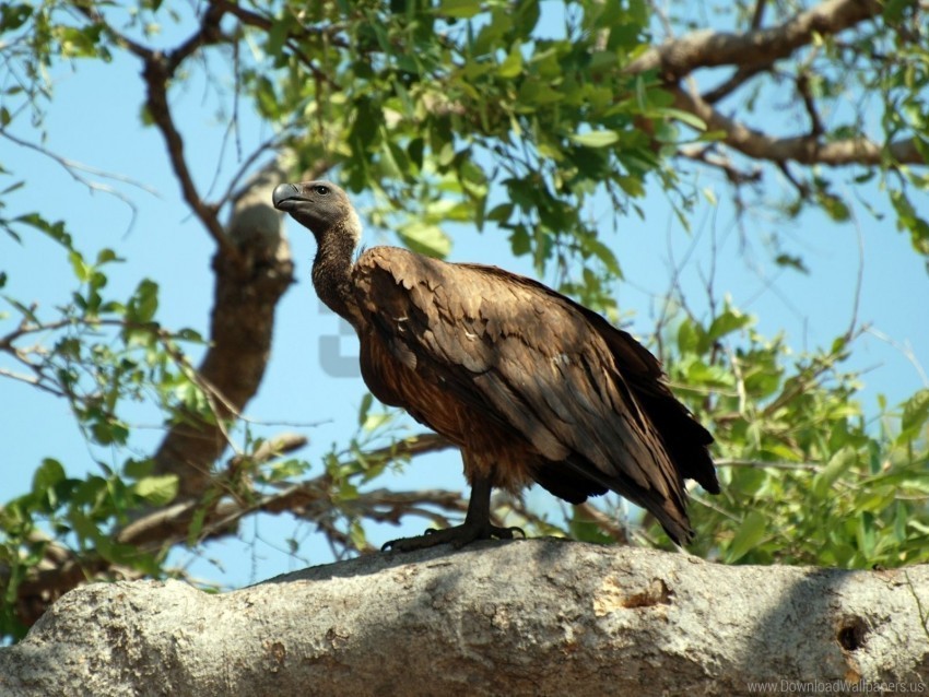 bird predator sitting vulture wallpaper PNG images with no fees