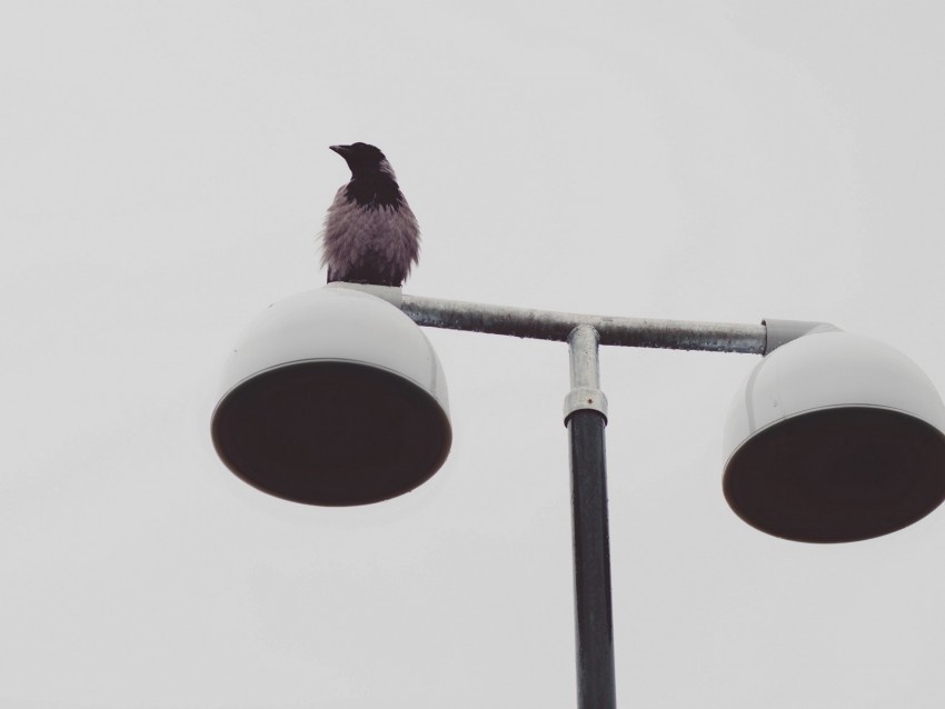 bird raven lantern wet minimalism High-resolution transparent PNG images