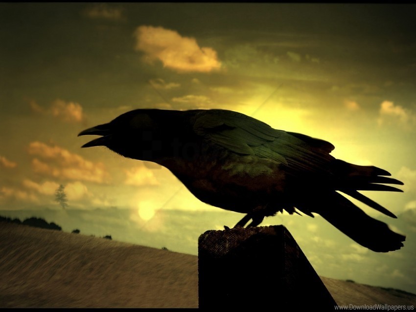 bird raven shadow silhouette wallpaper Free download PNG images with alpha transparency