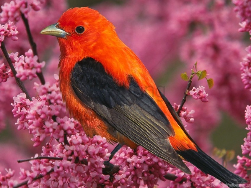 Bird Scarlet Tanager Wallpaper Isolated Subject In Transparent PNG