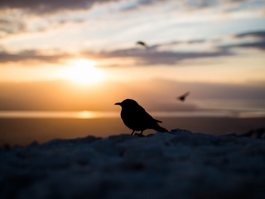 bird silhouette blur outlines Isolated Character with Clear Background PNG 4k wallpaper