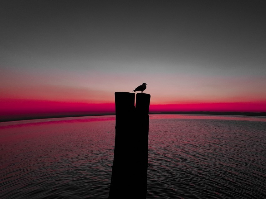 bird silhouette pillar seagull horizon sea PNG Isolated Illustration with Clarity