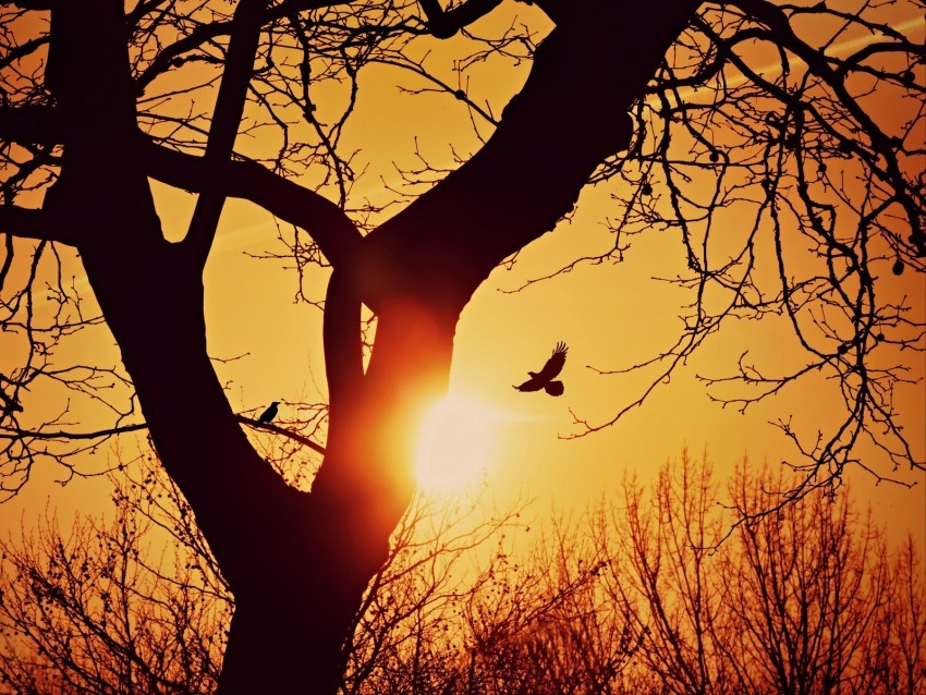 bird silhouette sunset flight branches tree Isolated Character on Transparent Background PNG