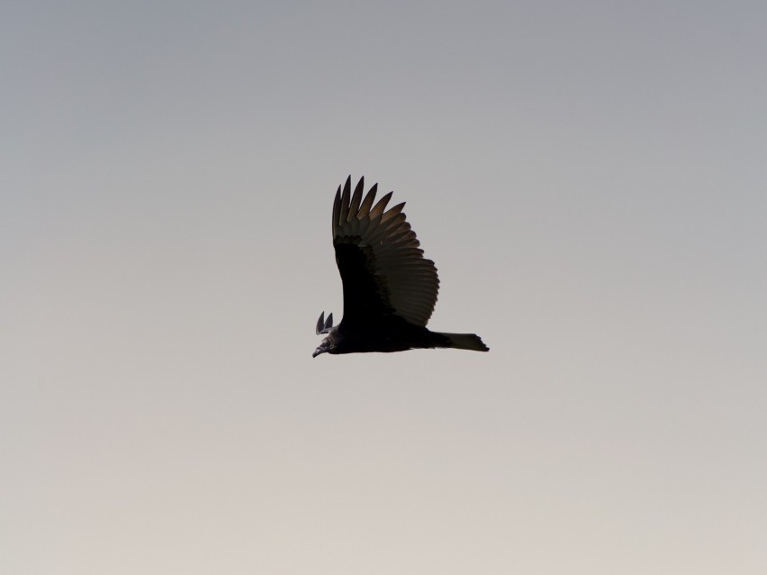 bird sky flight wings soars predator wildlife gradient PNG for business use