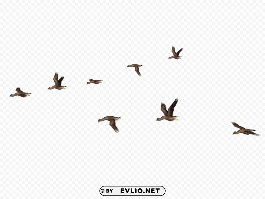 birds PNG for presentations