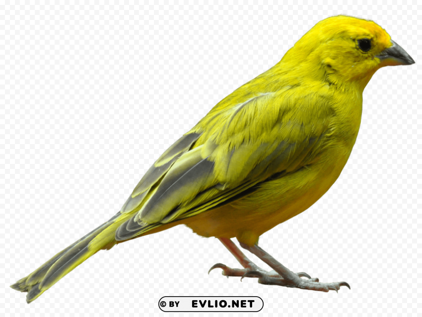 Birds Transparent PNG Object With Isolation