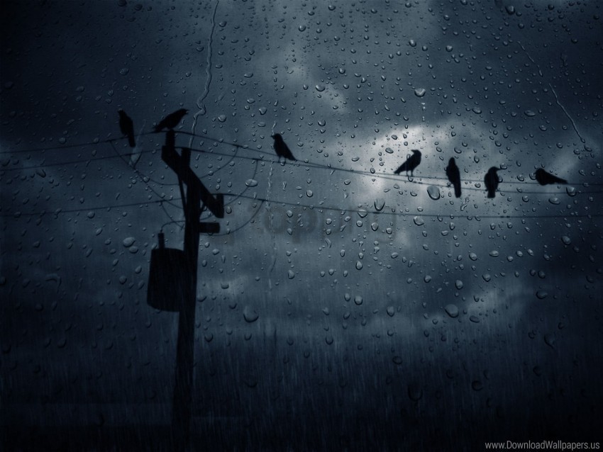birds crows drops glass wallpaper Transparent image