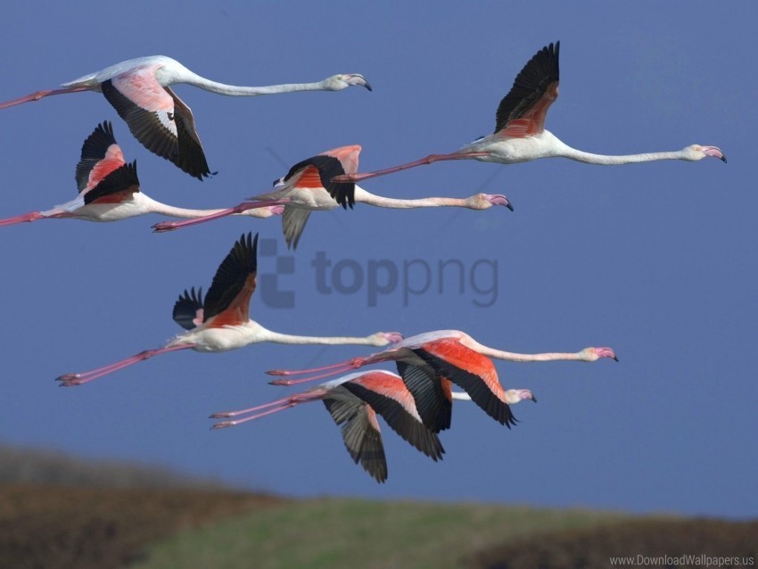 birds flamingo flight flock sky wallpaper High-resolution transparent PNG images variety