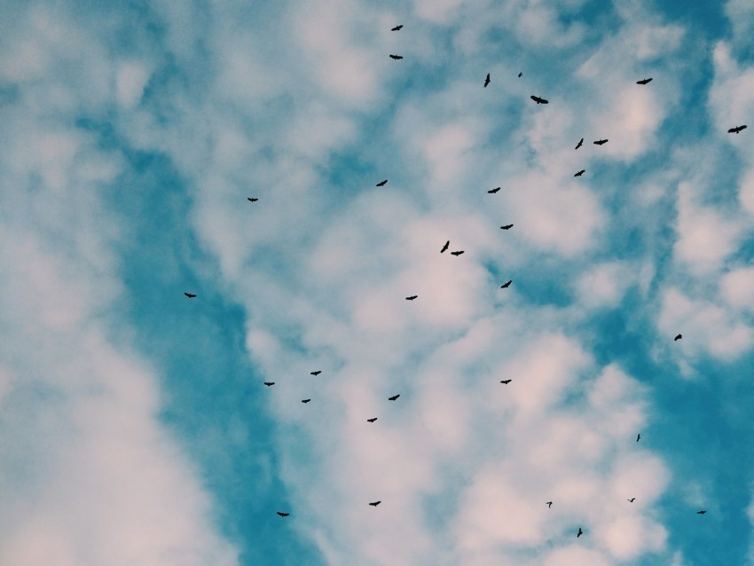 birds flock sky clouds Transparent Background Isolated PNG Illustration