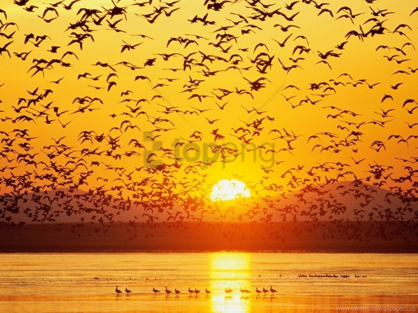 birds mountains sea sky sunset wallpaper Transparent design PNG