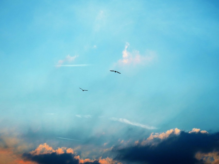 birds silhouettes flight sky clouds Isolated Element in HighResolution Transparent PNG