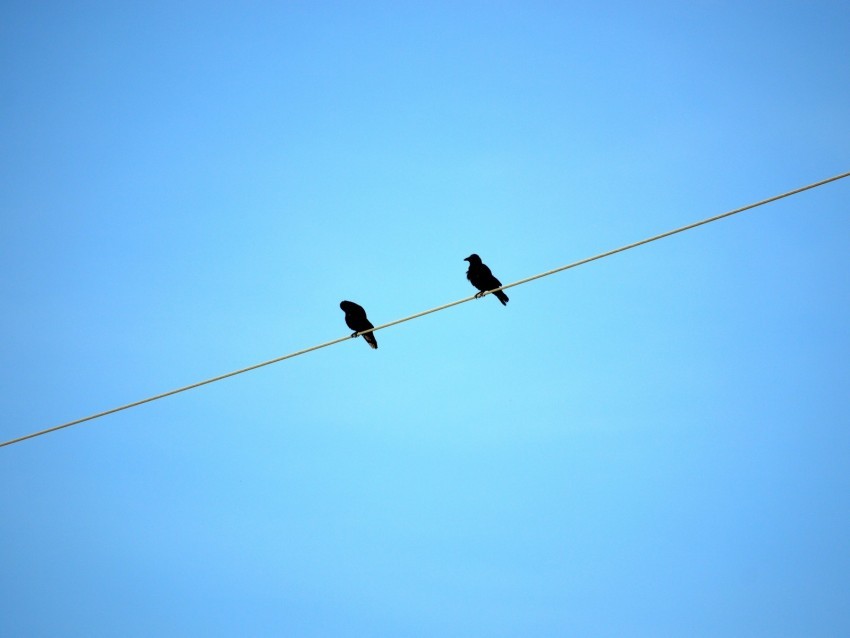 birds wire sky ravens blue sit PNG image with no background 4k wallpaper