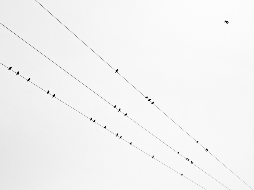 birds wires bw minimalism Free download PNG images with alpha channel diversity